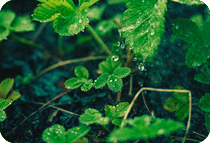 植物生长调节剂