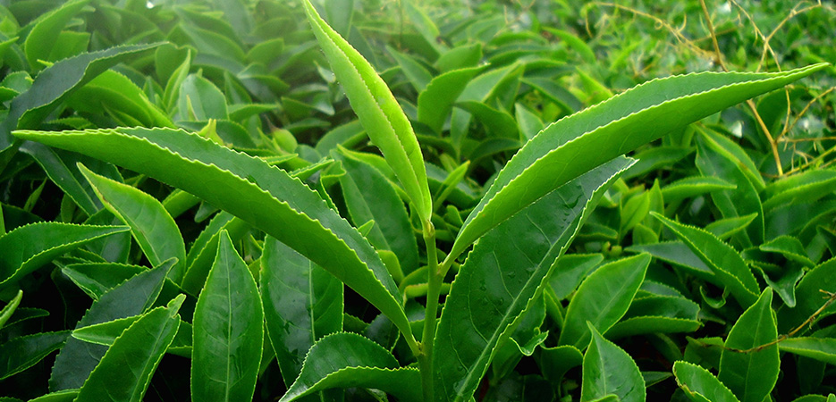 除草剂